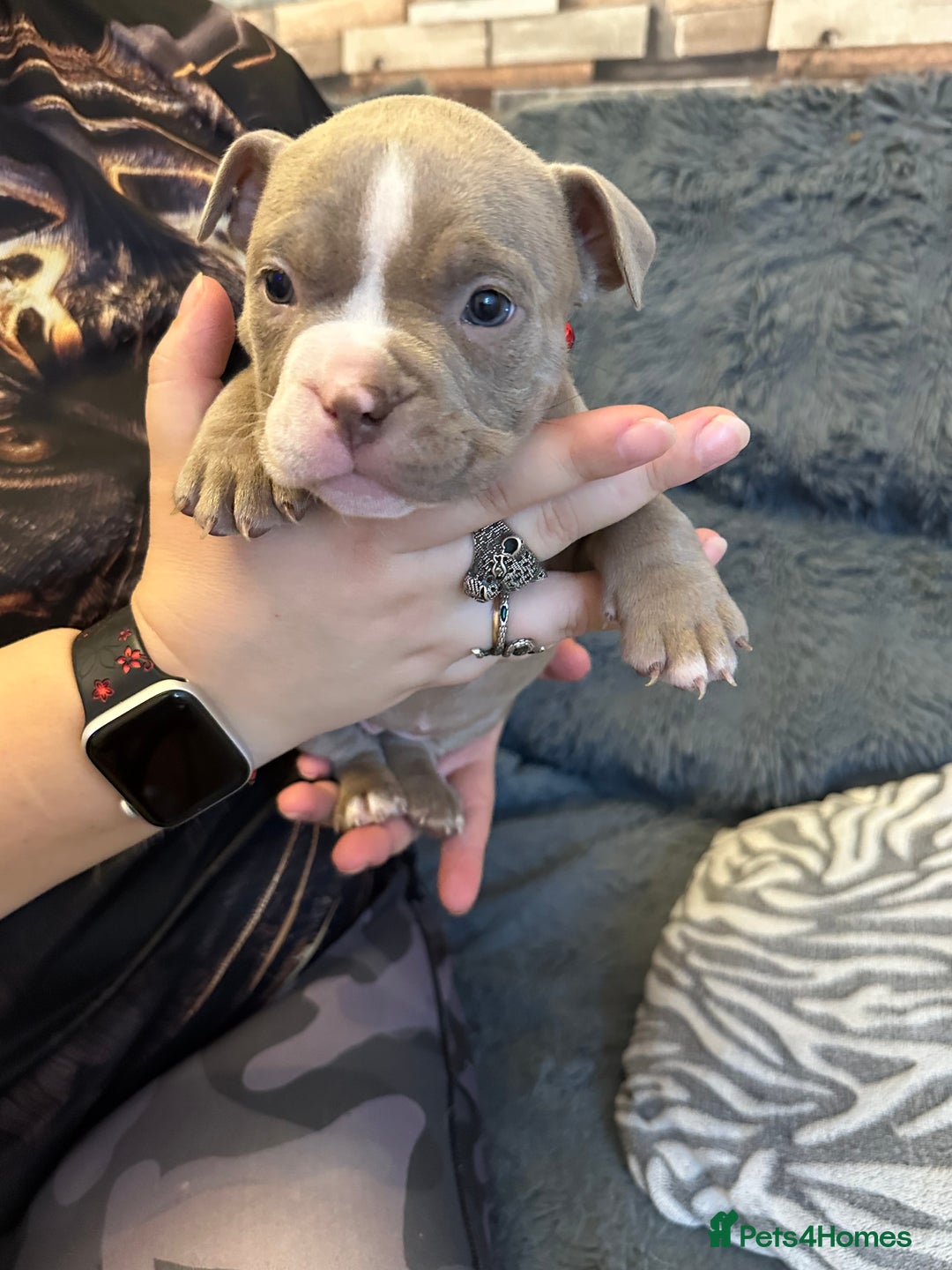 American Bully dogs for sale: 🐾 ABKC Registered Micro/Pocket Bully Puppies! 🐾 - Image 12