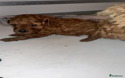 Toy Poodle dogs for sale: 🐩 Beautiful Deep Red Toy Poodle Puppy - Image 6