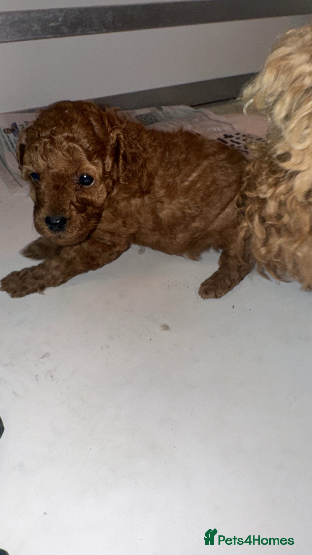 Toy Poodle dogs for sale: 🐩 Beautiful Deep Red Toy Poodle Puppy - Image 6