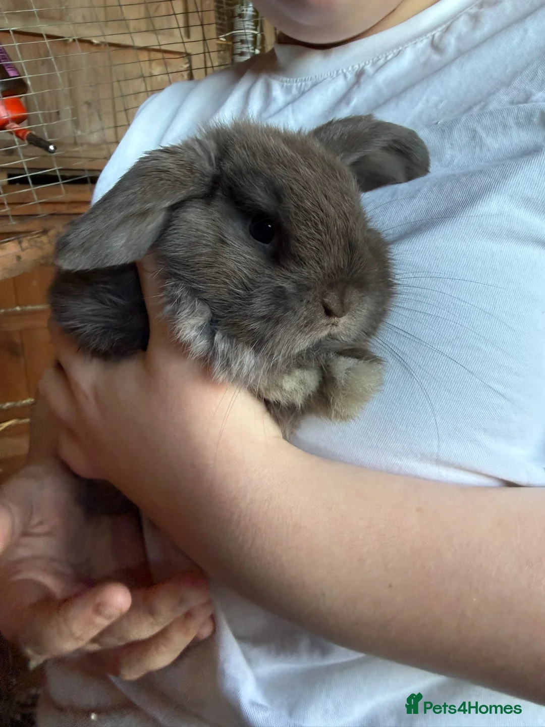 Mini Lop rabbits for sale: One beautiful baby rabbit for sale  - Advert 6