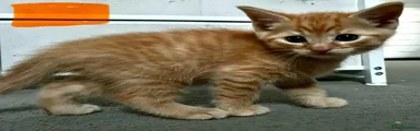 Mixed Breed Kitten 2