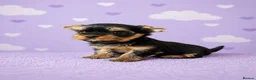 Yorkshire Terrier dogs for sale: ✨🐾 Outstanding Show Quality KC Yorkie Puppies 🐾✨ - Advert 4