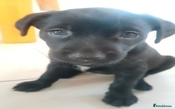 Mixed Breed dogs for sale: Rare black golden cocker puppies - Image 18
