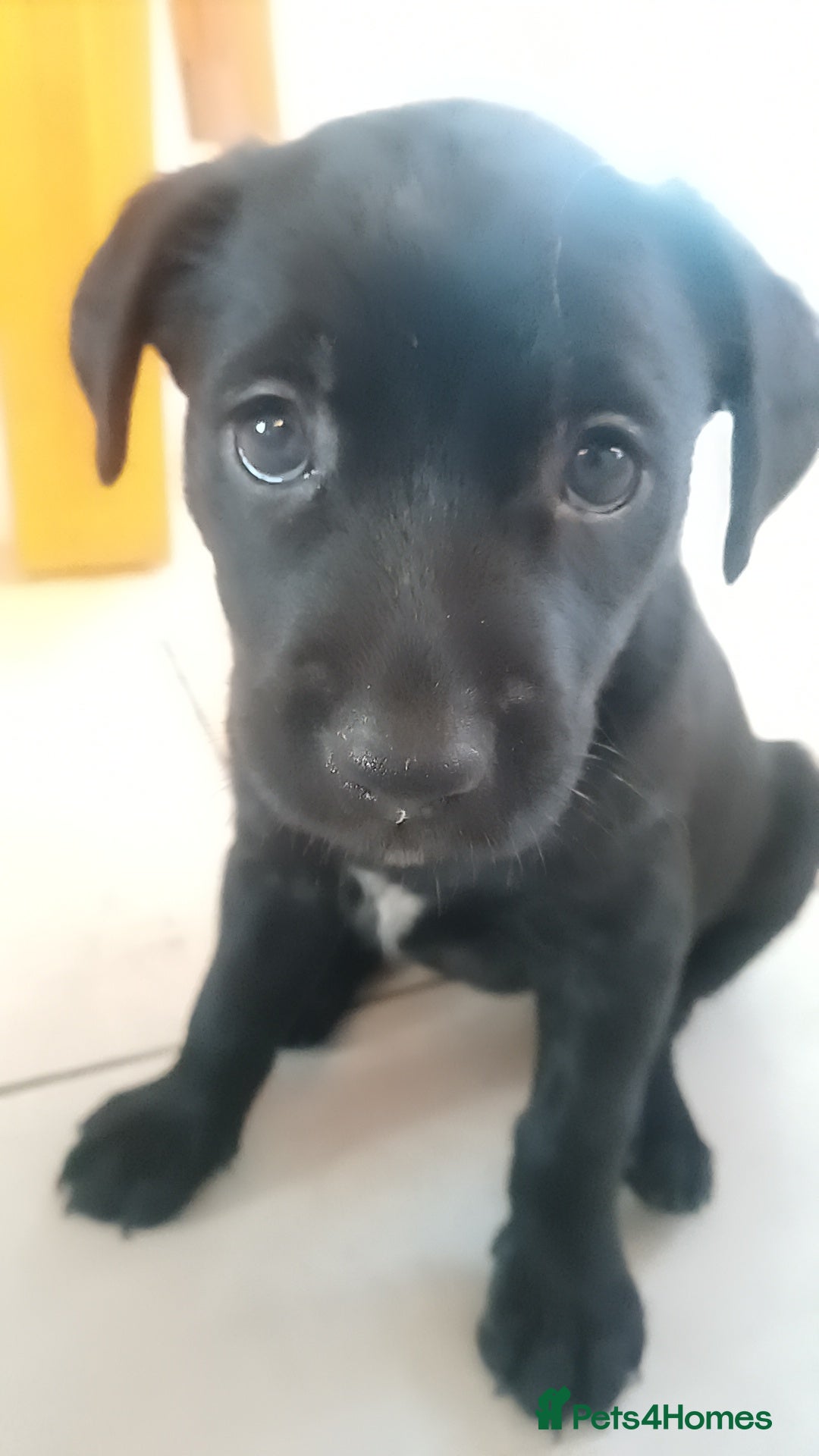 Mixed Breed dogs for sale: Rare black golden cocker puppies - Image 18