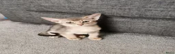 Abyssinian cats for sale: Beautiful Abyssinian Kitten ready for reservation  - Advert 16