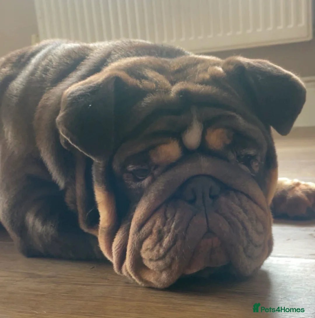 English Bulldog dogs for sale: English bulldogs puppies  - Advert 2