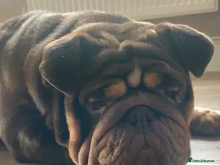 English Bulldog dogs English bulldogs puppies - Advert 5