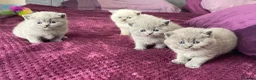 British Shorthair cats for sale: Gorgeous little munchkins - Advert 6