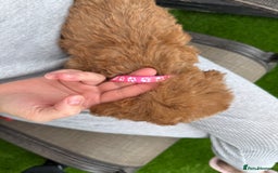 Cockapoo dogs for sale: Cockerpoo Puppies - Image 28