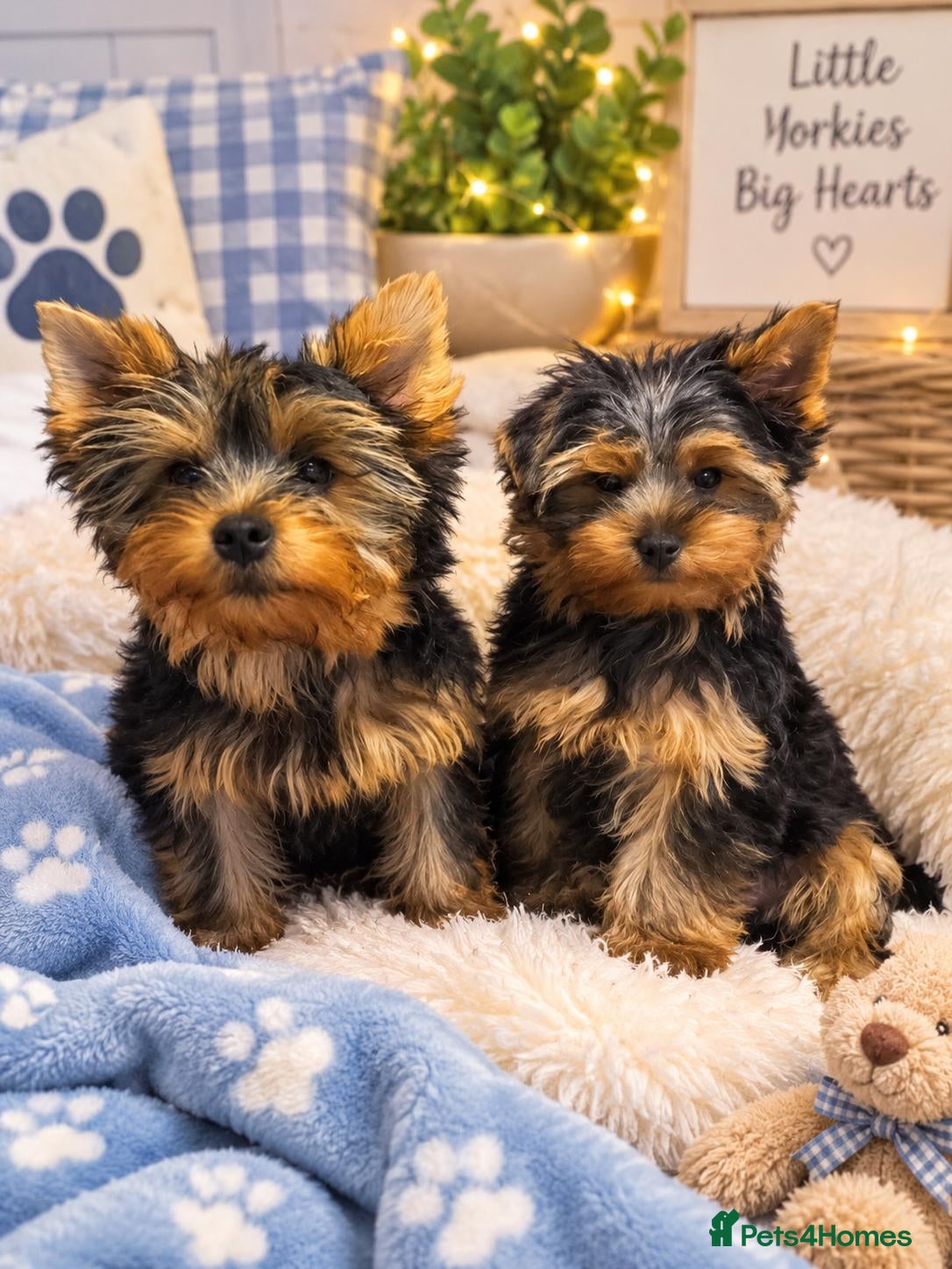 Yorkshire Terrier dogs for sale: DWKC 4 Yorkshire Terrier Boys  - Advert 9