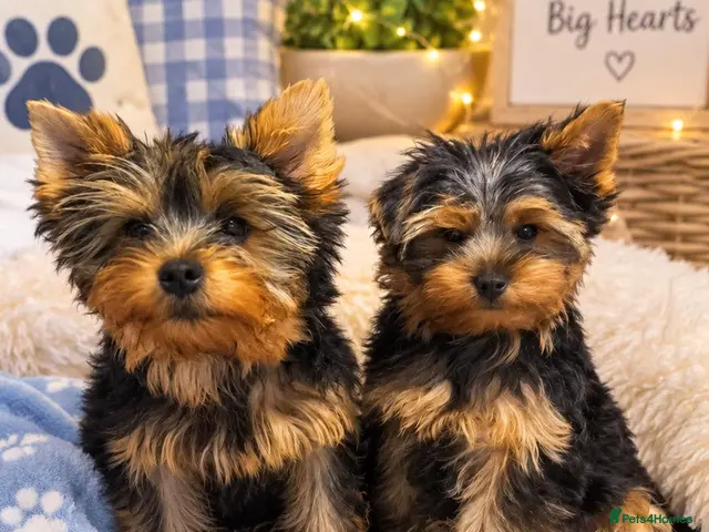Yorkshire Terrier dogs for sale: DWKC 4 Yorkshire Terrier Boys - Advert 9