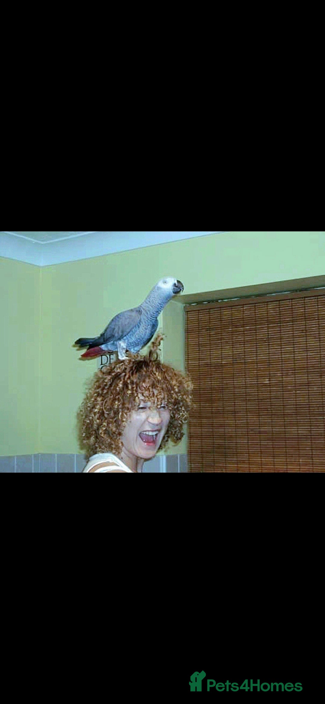 Parrots birds WANTED AFRICAN GREY  - Advert 1