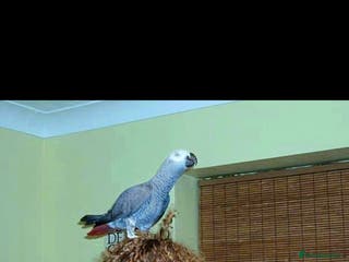 Parrots birds WANTED AFRICAN GREY - Advert 1