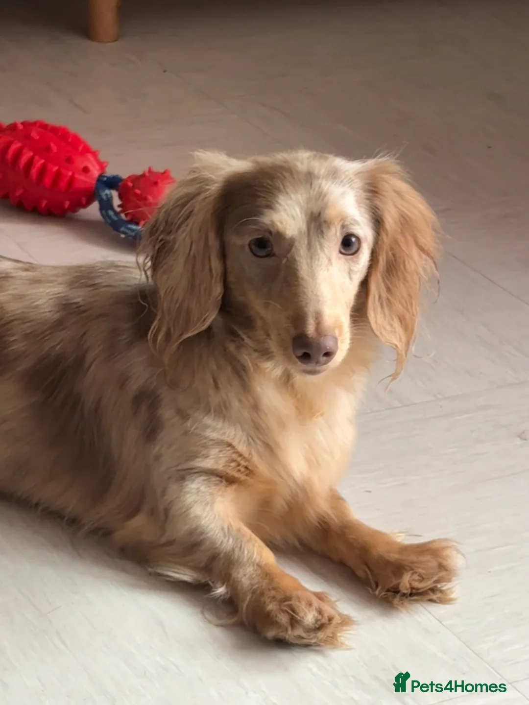 Dachshund dogs for sale: In need of a forever home in London - Advert 6
