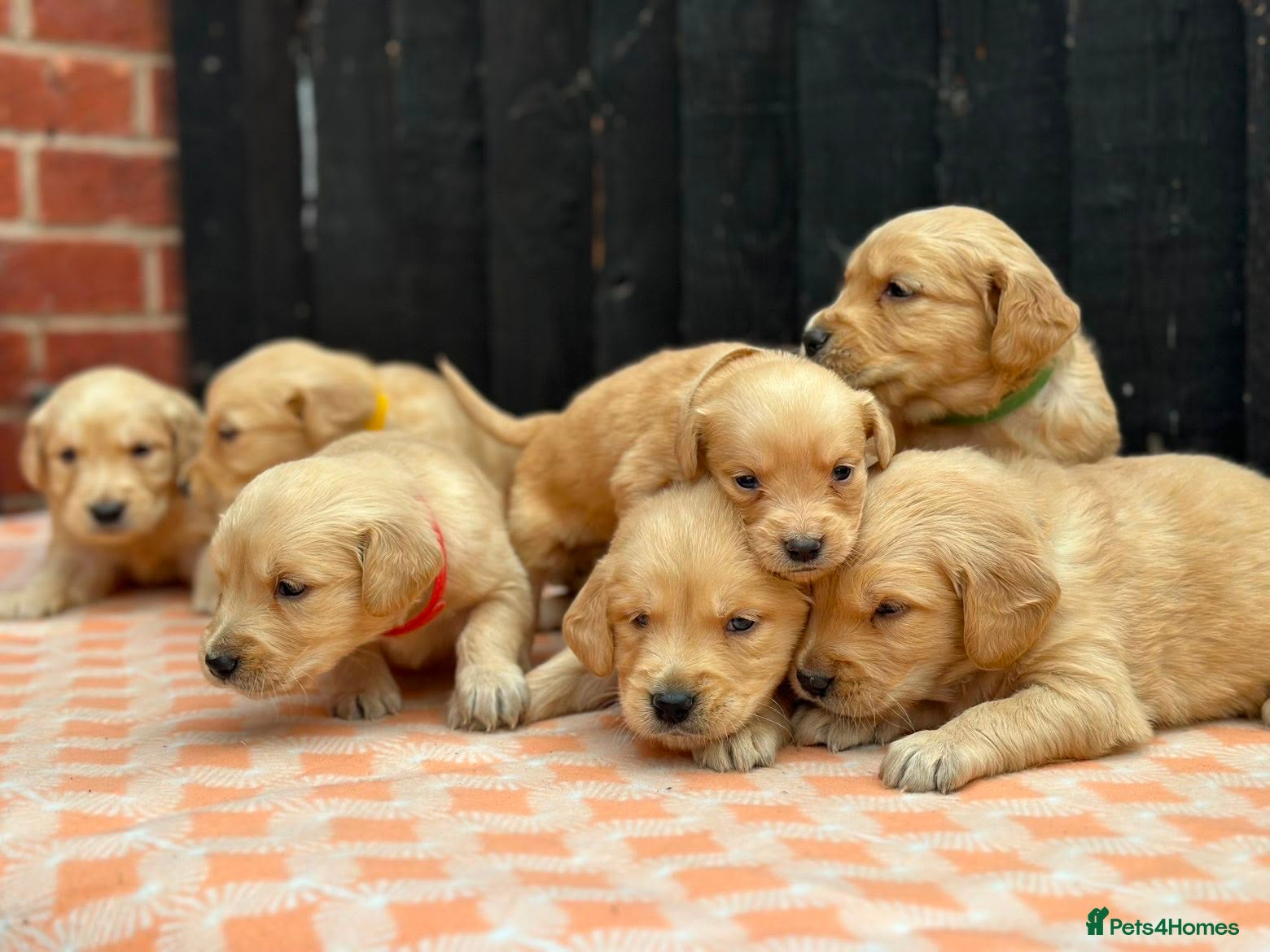 Golden Retriever dogs CHUNKY PEDIGREE KC GOLDEN RETRIEVER PUPPIES  - Advert 3