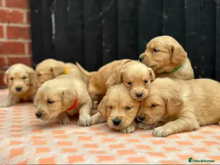 Golden Retriever dogs CHUNKY PEDIGREE KC GOLDEN RETRIEVER PUPPIES - Advert 3