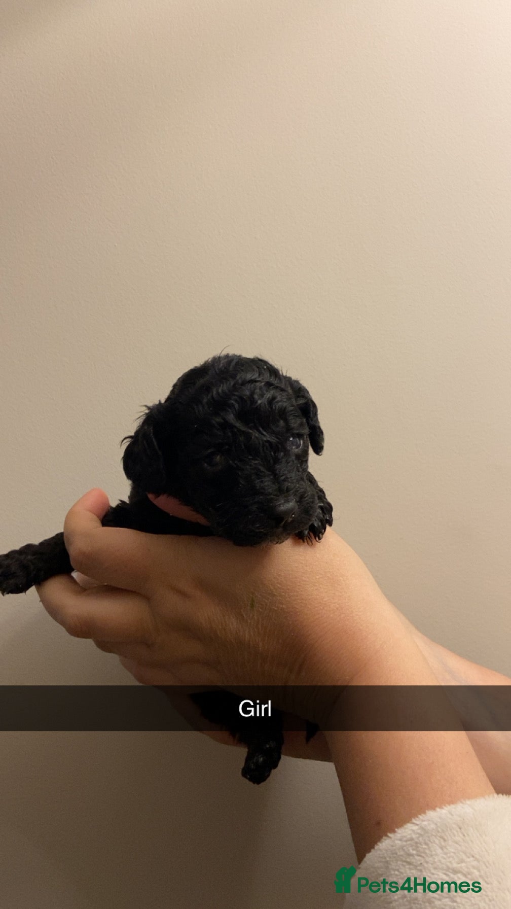 Cockapoo dogs Rebecca  - Advert 3