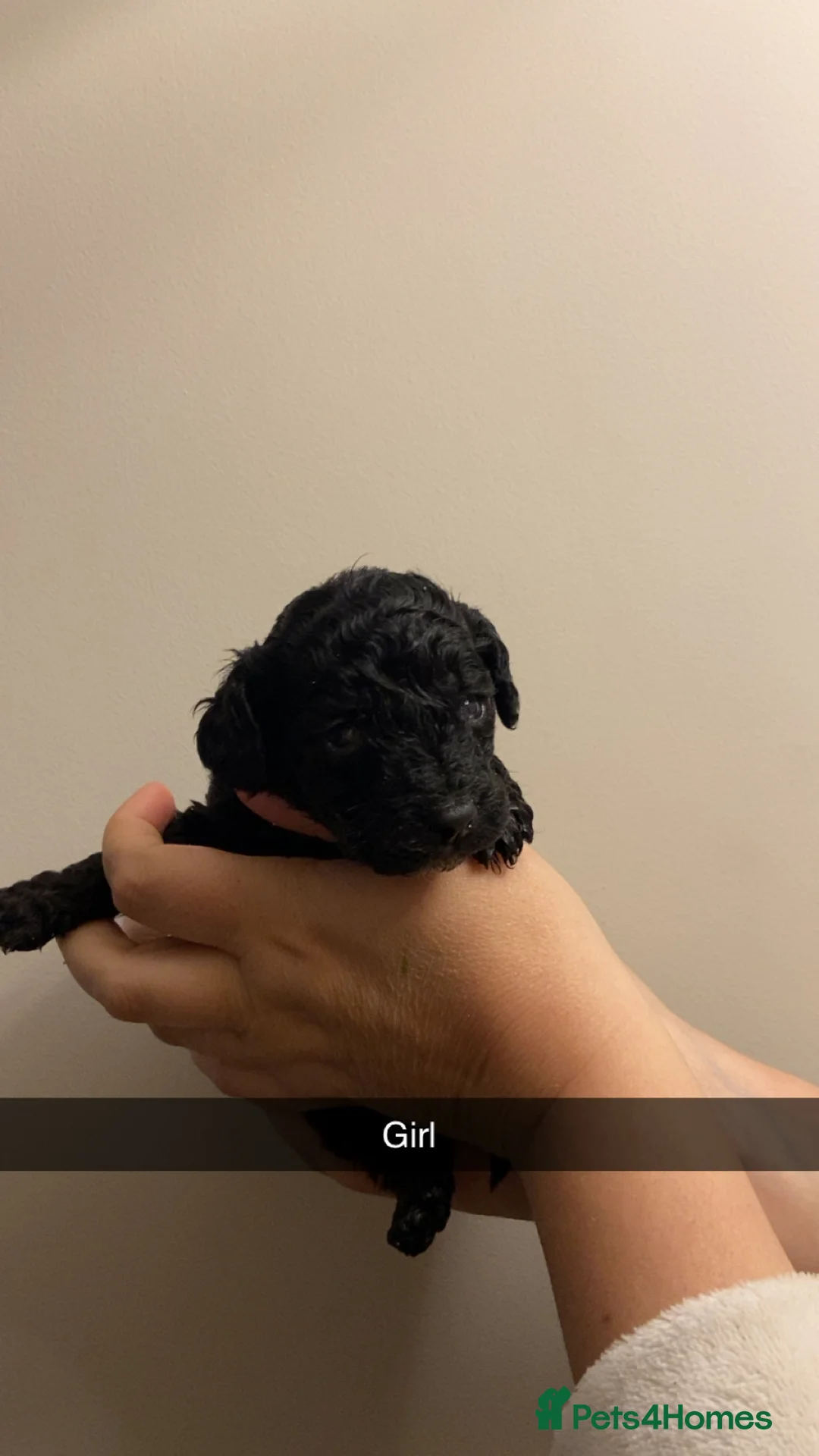 Cockapoo dogs for sale: Rebecca  in Bishop Auckland - Advert 1