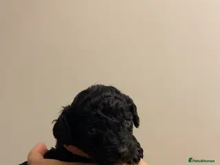 Cockapoo dogs Rebecca - Advert 3