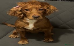 Sprocker dogs for sale: Stunning sprocker spaniel pups  - Image 6