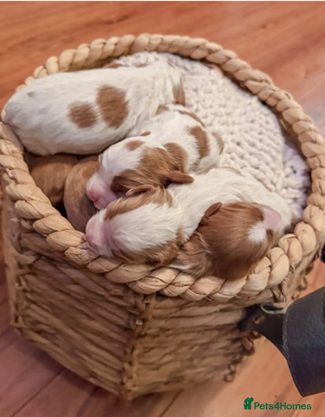 Cavapoo dogs for sale: ✨ Exceptional Toy Cavoodles – Carefully Bred - Advert 4