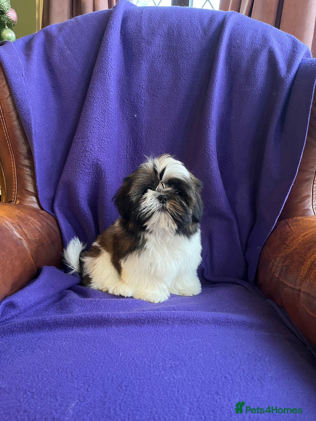 Shih Tzu dogs for sale: Lovely ShihTzu puppies - Advert 16