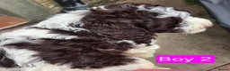 Shihpoo dogs for sale: Gorgeous Rare colours Shihpoo puppies in Bacup - Advert 16
