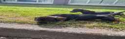 Dachshund dogs for sale: 3 beautiful boy wired haired sausages  - Advert 14