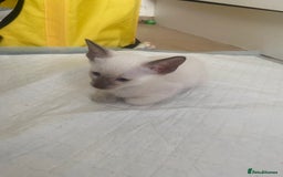 Siamese cats for sale: 🤩🐱Beautiful Siamese kittens for sale🐱⚡️ - Image 14