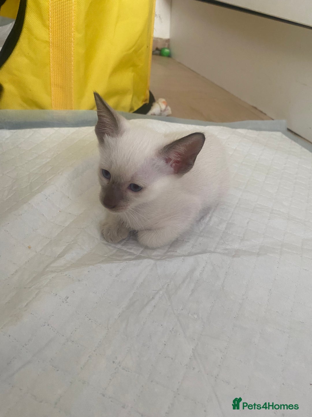 Siamese cats for sale: 🤩🐱Beautiful Siamese kittens for sale🐱⚡️ - Image 14