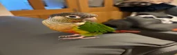 Conures birds for sale: Green cheeked conure  - Advert 16