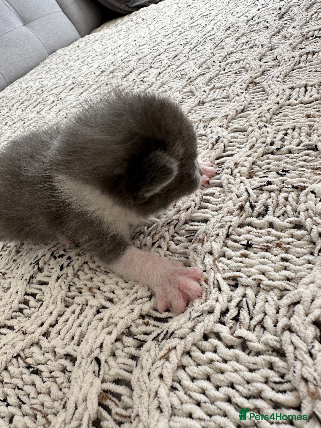 British Shorthair cats for sale: British Short kittens - Image 20