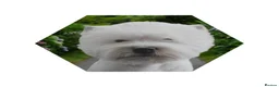 West Highland Terrier dogs for stud: * stud only* KC Stunning west highland terrier - Advert 3
