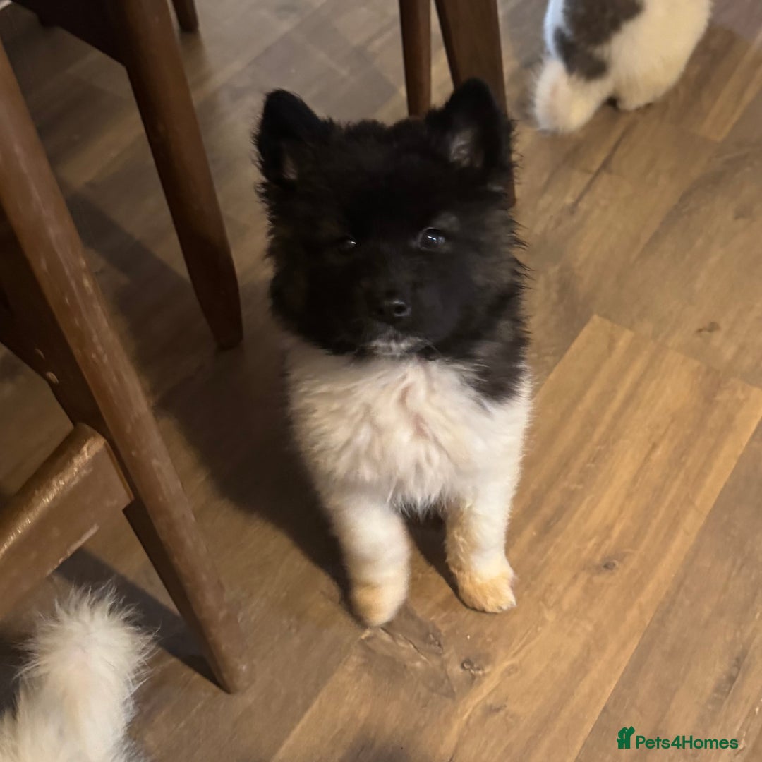 Akita dogs for sale: Quality Family Raised American Akita Puppies - Advert 12