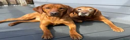 Labrador Retriever dogs for sale: KC, fully health tested fox red Labrador pups  - Advert 12