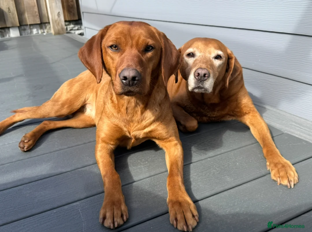 Labrador Retriever dogs for sale: KC, fully health tested fox red Labrador pups  - Advert 12