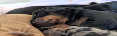 Black & Tan boy