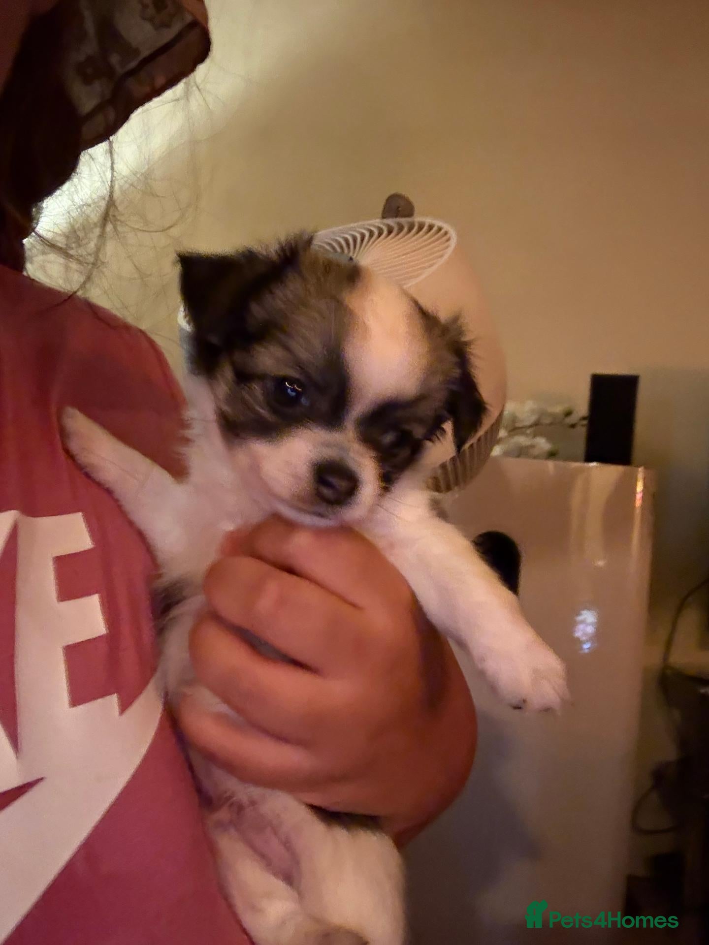 Chihuahua dogs Lovely tiny loyal chihuahua puppy for New gome - Advert 2