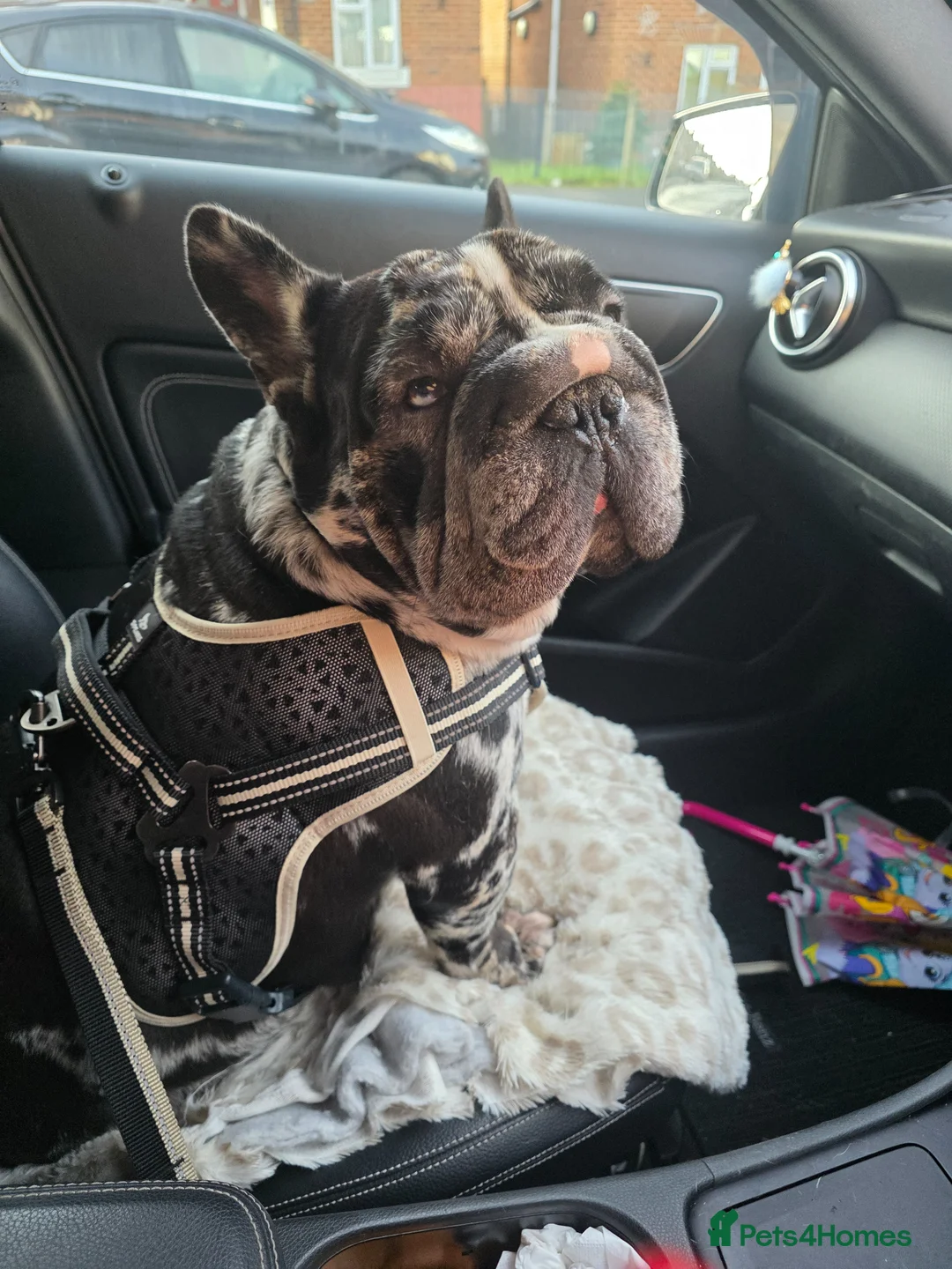 French Bulldog dogs for sale: FRENCH BULLDOG  - Advert 2