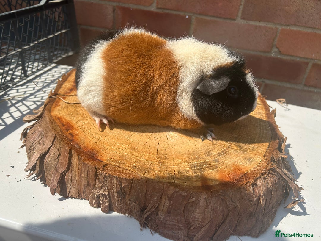 Guinea Pig rodents for sale: Female Guinea Pigs  - Image 11