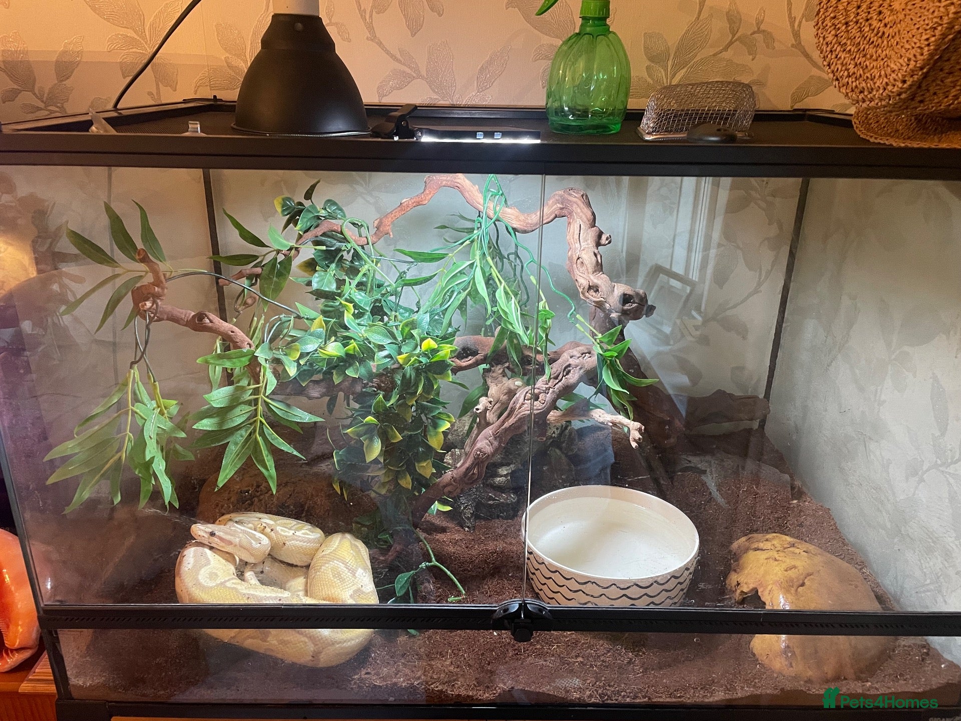 Python Snake reptiles firebelly x banana albino royal python - Advert 20