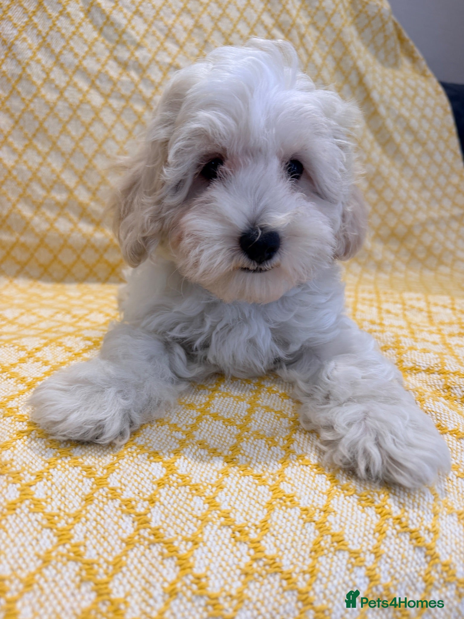 Maltipoo dogs  BEAUTIFUL LICENSED-BRED MALTIPOOS READY SOON 💖 - Advert 1