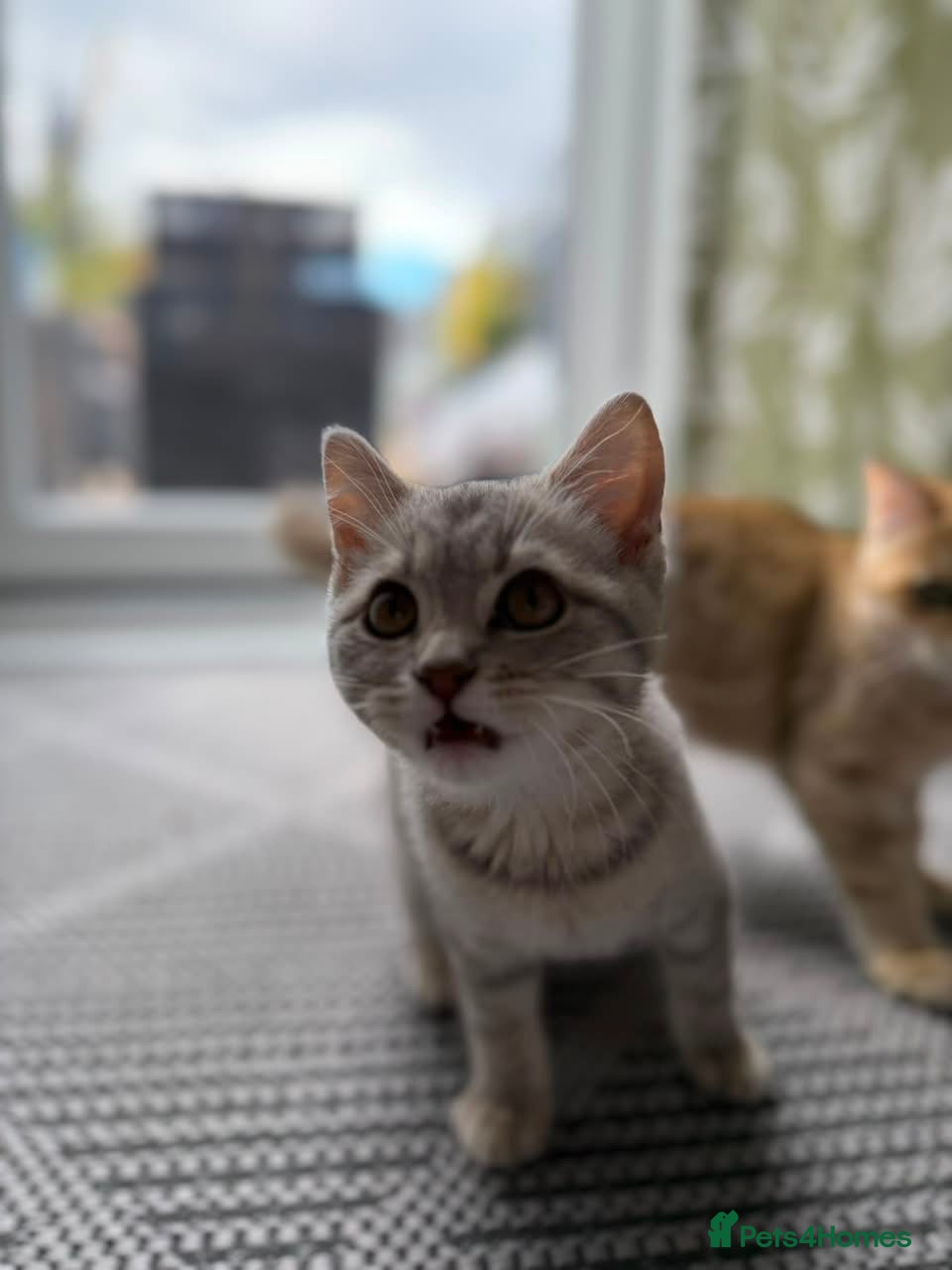 British Shorthair cats British shorthair last girl  - Advert 1