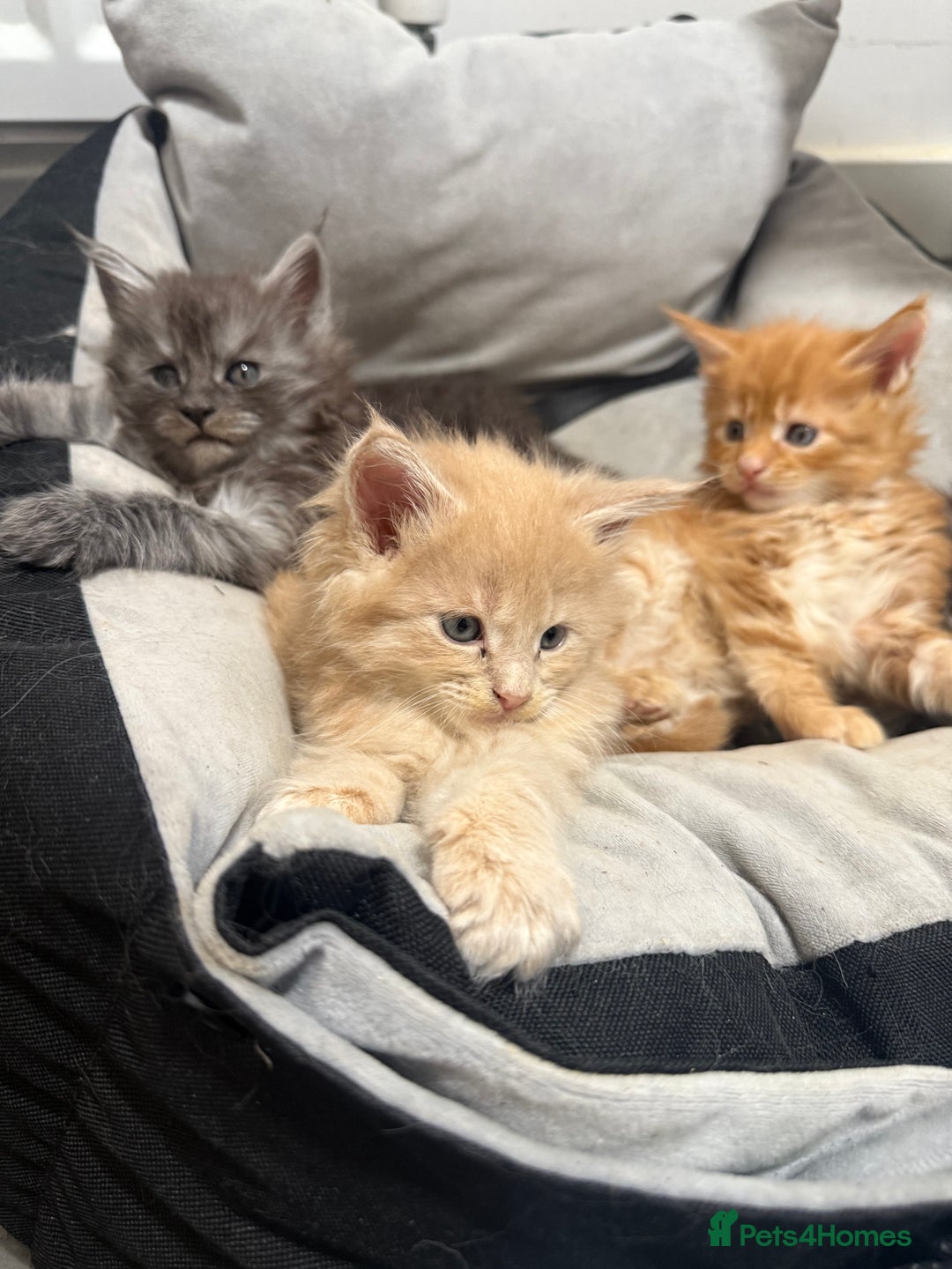 Maine Coon cats for sale: Beautiful main coon kittens for sale  - Advert 8
