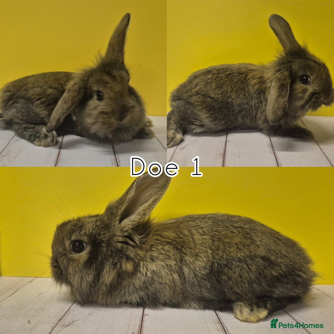 Mini Lion Lop rabbits for sale: Mini Lion Lops Ready in 2 weeks 🩷🩵 - Advert 8