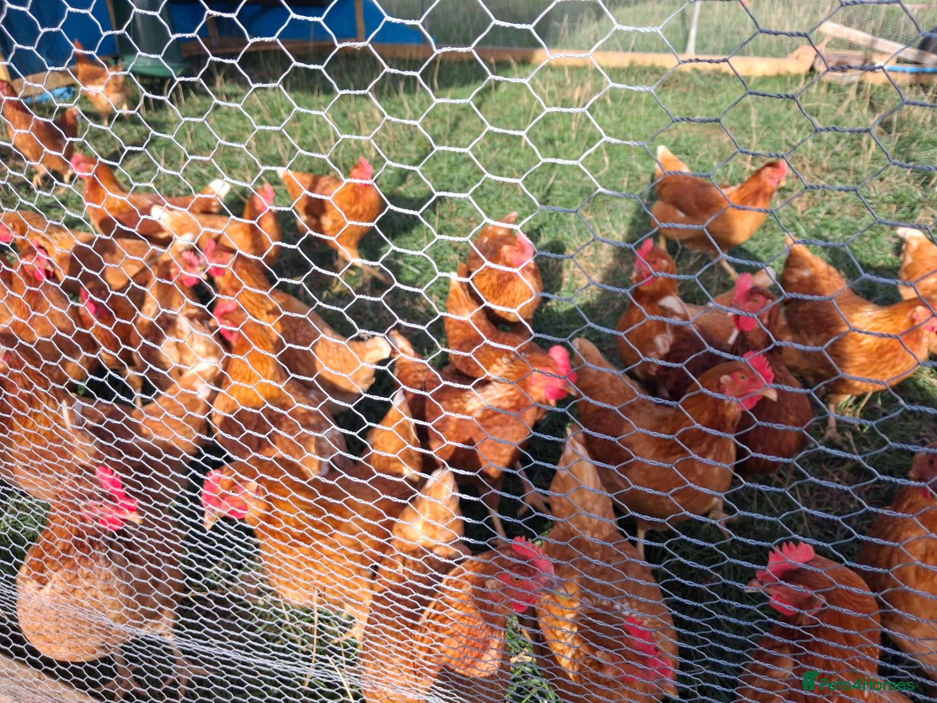 Chickens poultry Point of lay chickens - Advert 1