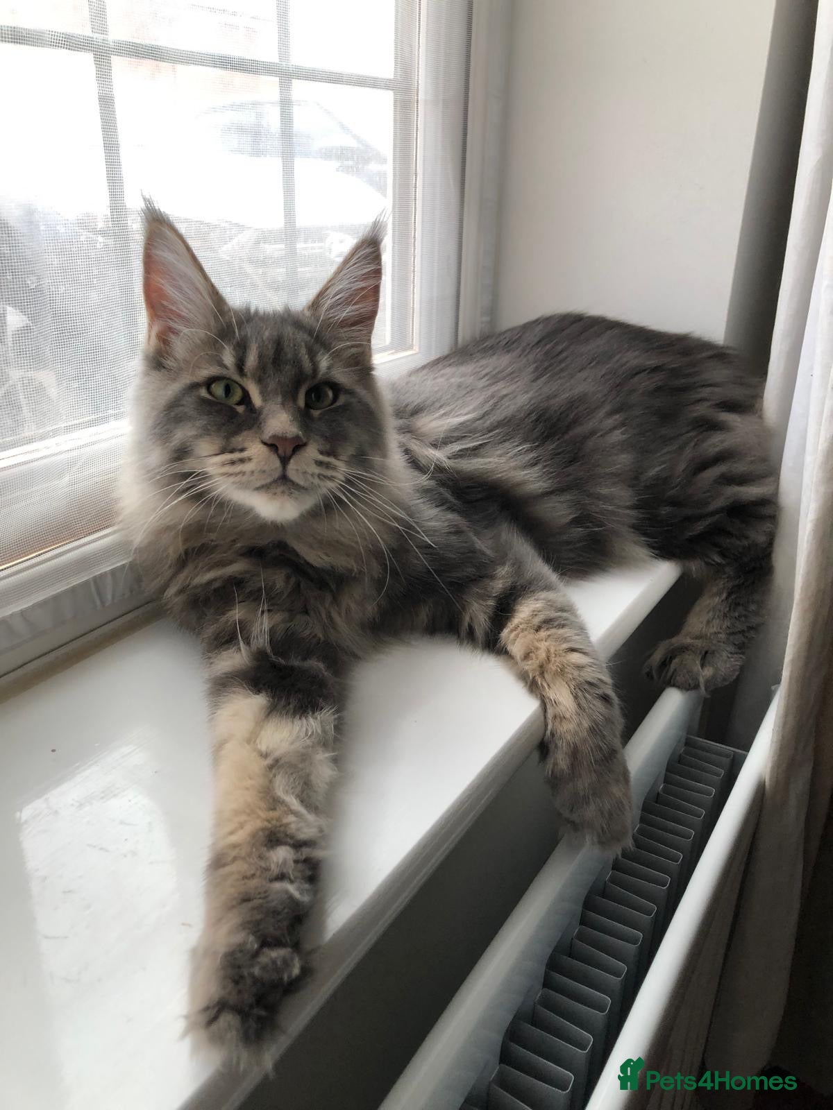 Maine Coon cats PURE MAINE COON AVAILABLE FOR STUD  - Advert 2