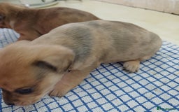 Mixed Breed dogs for sale: Pug x dachshund  ( Daug?) - Image 4