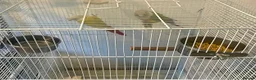 Parrots birds for sale: Stunning Companion Parrots–DNA Tested & Healthy in Bognor Regis - Advert 4
