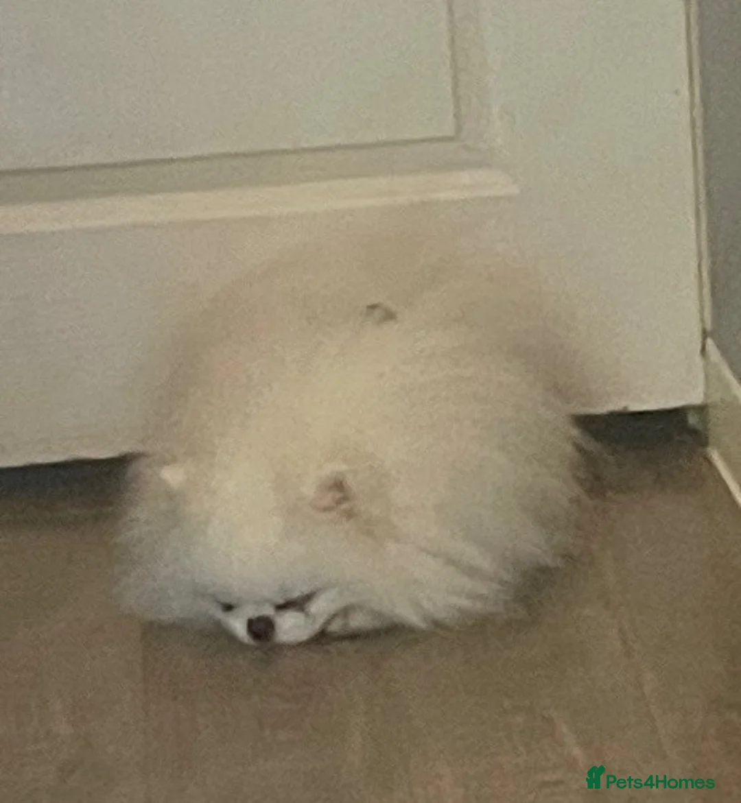 Pomeranian dogs for stud: Ice White Boy for Stud Only , Kc 🌟🌟🌟🌟🌟 - Advert 7